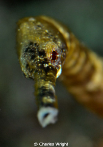 Pipefish shot in Mozambique. by Charles Wright 